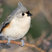 Tufted Titmouse